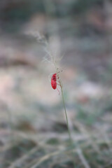 The ground bug - Lygaeus equestris isolated on grass monochrome background, close up of Black-and-Red-bug