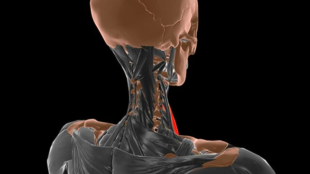 Scalenus anterior Muscle Anatomy For Medical Concept 3D