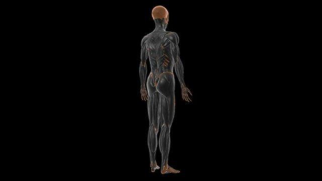 Rectus femoris muscle Anatomy For Medical Concept 3D