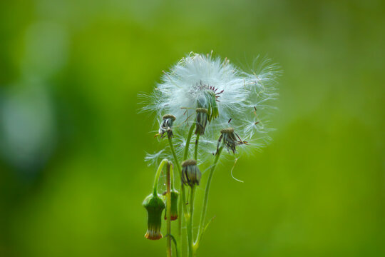 Dandelion seeds. Each dandelion seed is attached to a bundle of roughly 100 feathery bristles known as a pappus. 