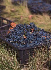 freshly picked grapes in a box on the grass