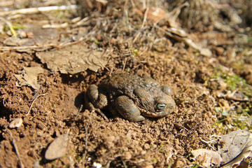 A specimen of the natterjack toad (Epidalea calamita) a toad native to sandy and heathland areas of Europe, observed in T&aacute;bara, province of Zamora, Spain
