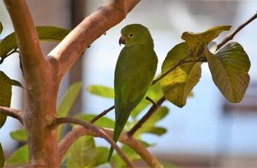 periquito no galho