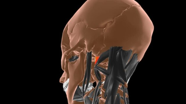 Rectus capitis lateralis Muscle Anatomy For Medical Concept 3D
