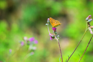 Blooming flowers of meadow flowers in the meadow. There are various insects on the flowers - butterfly, moth, beetle. The background is green.