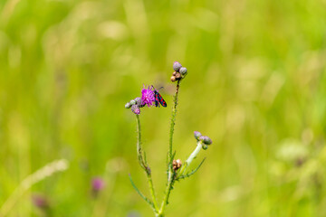 Blooming flowers of meadow flowers in the meadow. There are various insects on the flowers - butterfly, moth, beetle. The background is green.