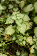 natural background of garden plant leaves