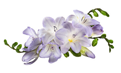Purple freesia flowers in a floral arrangement isolated - obrazy, fototapety, plakaty