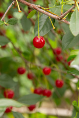 natural background of branches and berries of the garden plant cherry