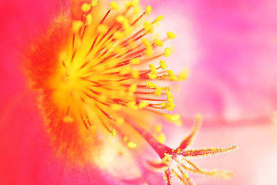 Extreme close up of a table rose. Macro photography. Shallow depth of field.