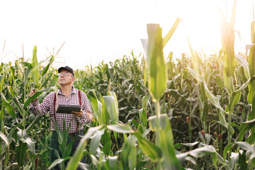 Farmer businessman with digital tablet in her hands works in corn field, communicates and checks the harvest. Man farmer at sunset with tablet. Man agronomist works. Agricultural business concept.
