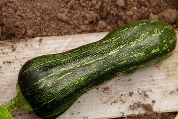zucchini garden plant on a wooden surface