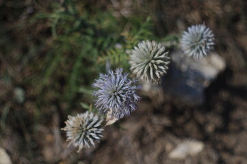 thistle in bloom