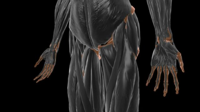 Quadratus femoris Muscle Anatomy For Medical Concept 3D