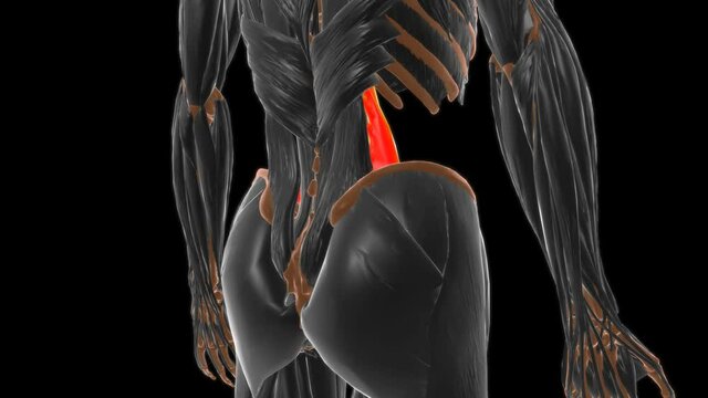 Psoas major Muscle Anatomy For Medical Concept 3D
