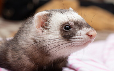 Fototapeta na wymiar portrait of a little ferret