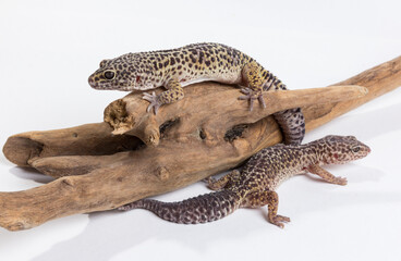 lizard