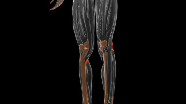 Popliteus Muscle Anatomy For Medical Concept 3D
