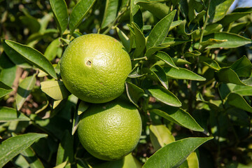 Growing oranges