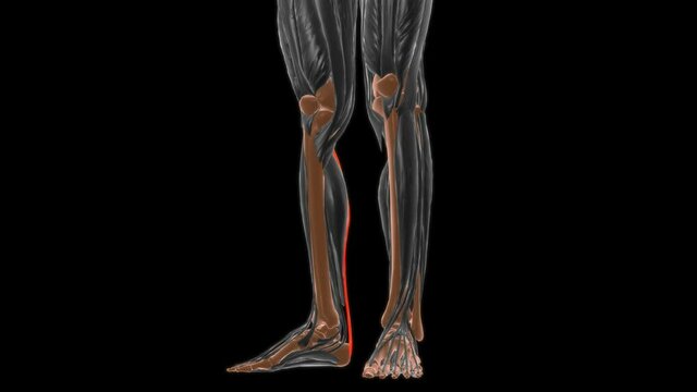 Plantaris Muscle Anatomy For Medical Concept 3D