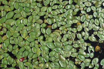 Green lily pads floating on a lake background banner. - Unedited.