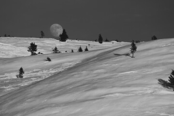 Winterlandschaft mit Bäumen in den Dolomiten mit aufgehendem Vollmond im Hintergrund, Schwarz/Weiss