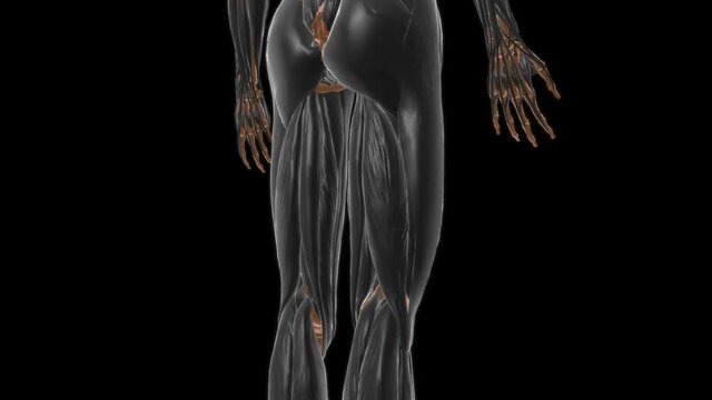 Pectineus Muscle Anatomy For Medical Concept 3D