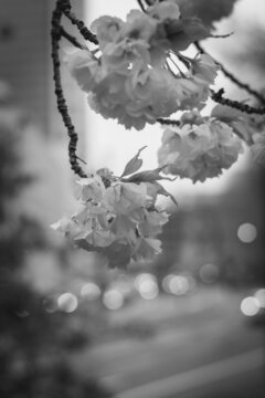 Kirschbl&uuml;ten Close-Up in Schwarz/Weiss mit sch&ouml;nem Bokeh