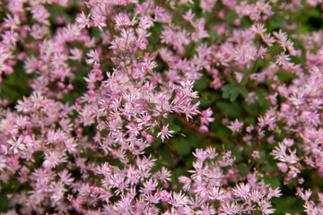 Fototapeta premium delicate wild flower close-up