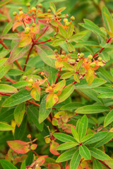 natural background of the branches and berries of the garden plant sea buckthorn