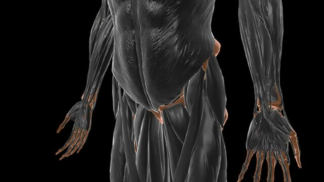 Piriformis Muscle Anatomy For Medical Concept 3D
