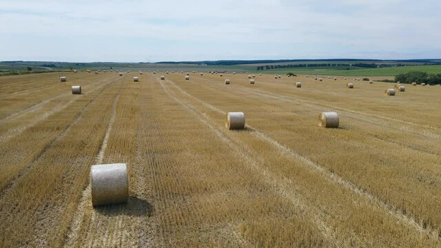 Rolls of golden haystacks on the farm field. Harvesting wheat in autumn