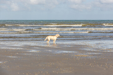 Young Puppy Dog at the beach near Fort-Mahon-Plage, France, Europe