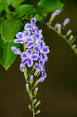 purple pigeon berry flowers