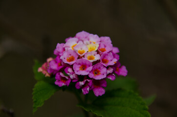 pink and yellow lantana flower