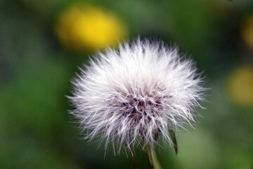 Flauschige Samen einer verwelkten Blume