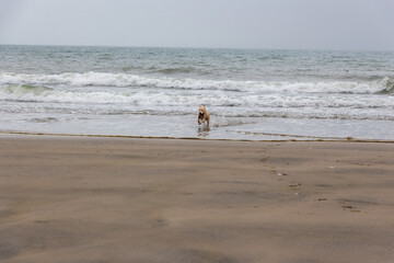 Young Puppy at the beach near Le Havre, France, Europe