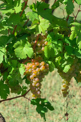 vineyard on September, Italy, Piemonte, Gavi, best white wine