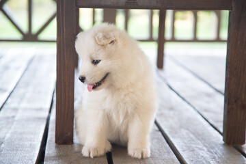 A small cheerful Samoyed puppy is sitting on a wooden veranda and smiling. Summer portrait of a puppy