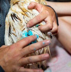 Applying blue wound care ointment to chicken