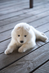 A small Samoyed puppy is lying on a gray wooden floor. Copy Space