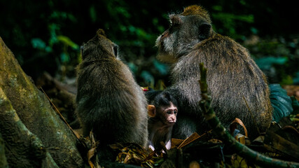 Baby monkey