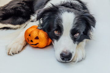 Trick or Treat concept. Funny puppy dog border collie with orange pumpkin jack o lantern lying down isolated on white background. Preparation for Halloween party.