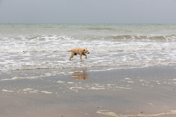 Young Puppy at the beach near Le Havre, France, Europe