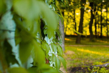 Leaves of a tree in the setting sun
