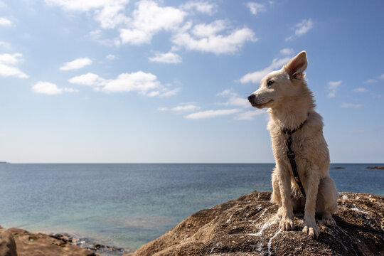 Young Puppy at the coast in Ploemeur, France, Europe