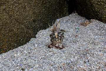 Ananas at the beach