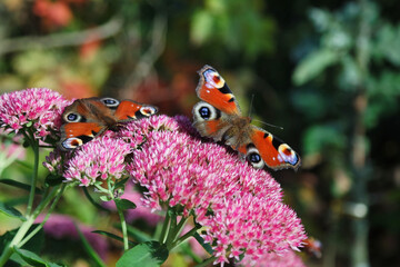 Motyle na kwiatach w Polsce. © Adam Sadlak