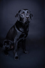 Studio shot of a Black labrador dog with brown eyes isolated on black background