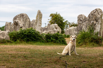 Naklejka premium Young Puppy Dog Standing Stones, Kerzerho, Erdeven, Morbihan, France, Europe